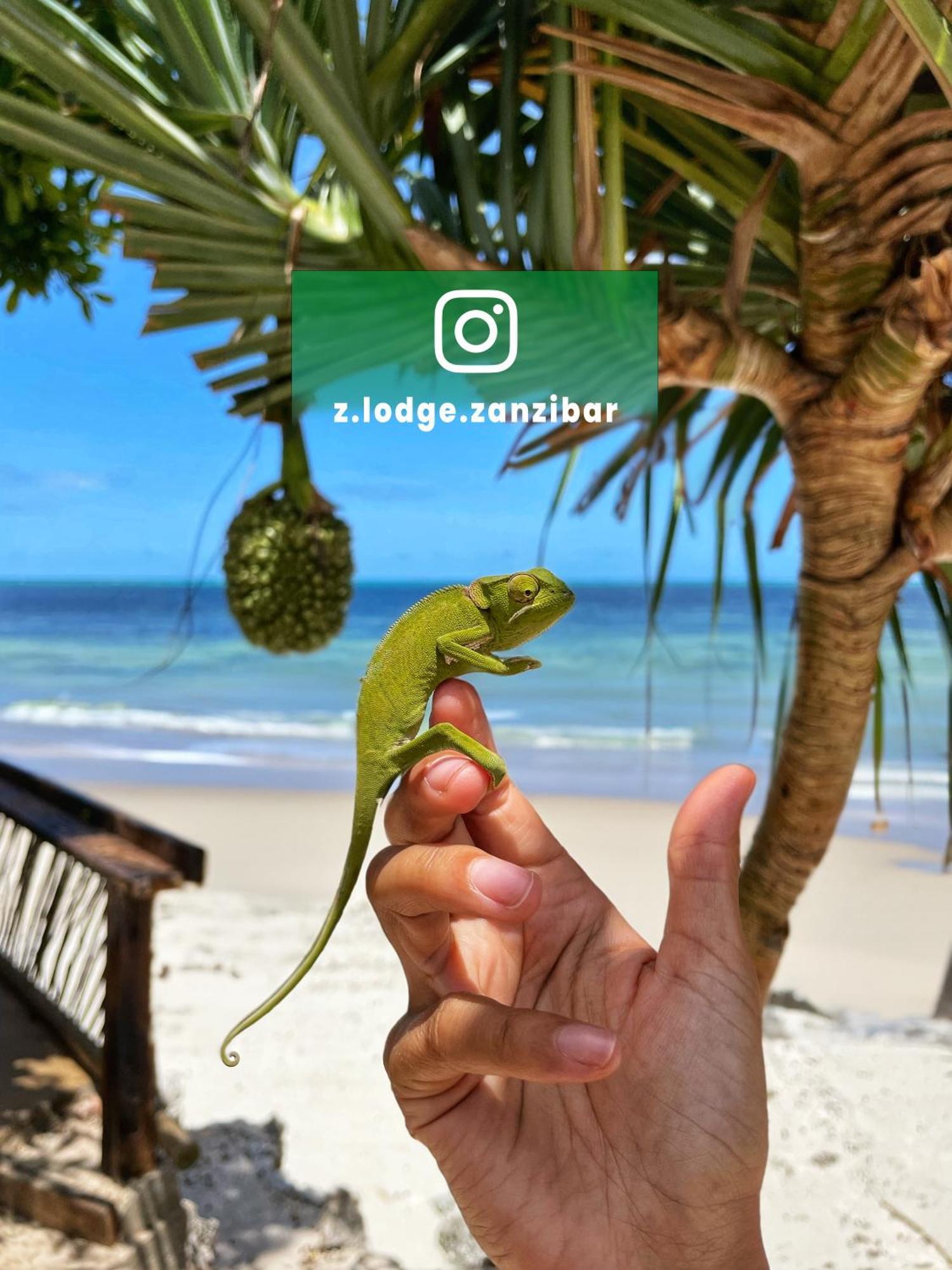 Z-Lodge Zanzibar Ківенґва Екстер'єр фото